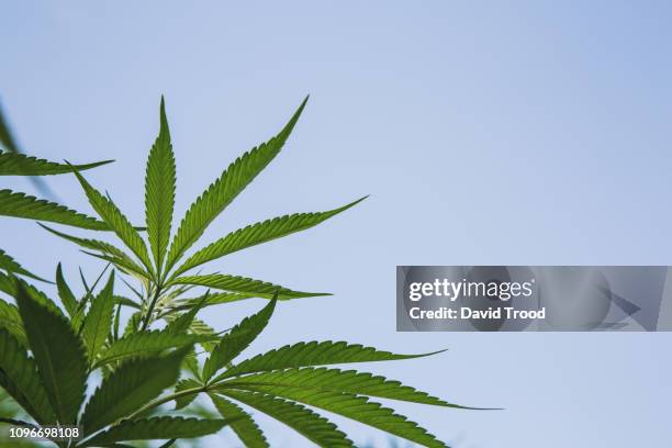 cannabis plant - dopen stock pictures, royalty-free photos & images