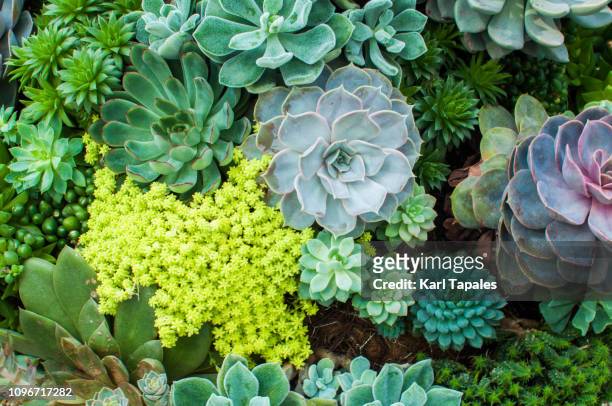 a high angle view of variety of succulent plants - succulent stock-fotos und bilder