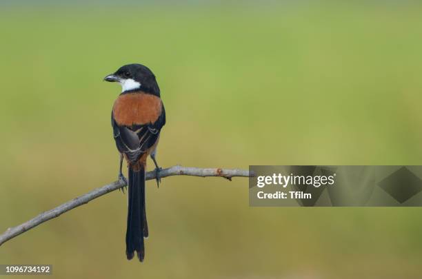 long-tailed shrike; lanius schach - lanius schach stock pictures, royalty-free photos & images