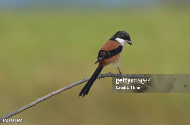 long-tailed shrike - shrike stock pictures, royalty-free photos & images