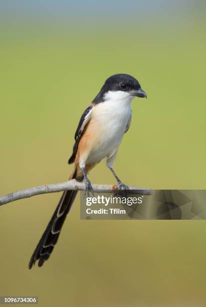 long-tailed shrike - lanius schach stock pictures, royalty-free photos & images