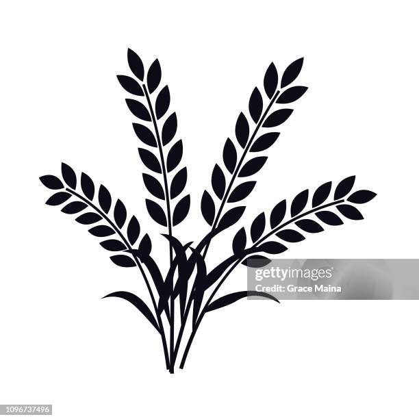 ilustrações de stock, clip art, desenhos animados e ícones de wheat plant ears - vector - palha de milho