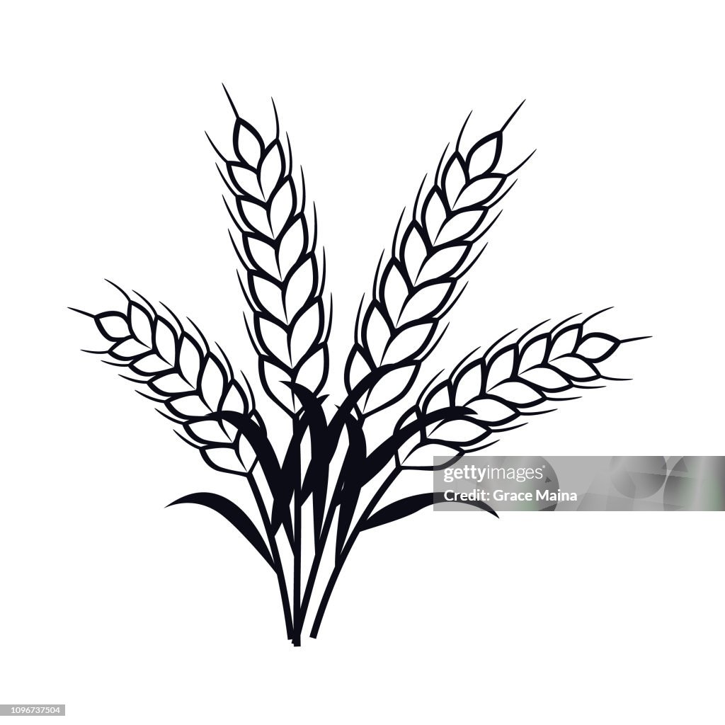 Wheat Plant Ears - Vector