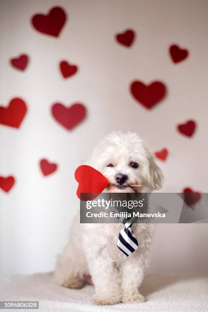 maltese dog holding red heart - well dressed dog stock pictures, royalty-free photos & images