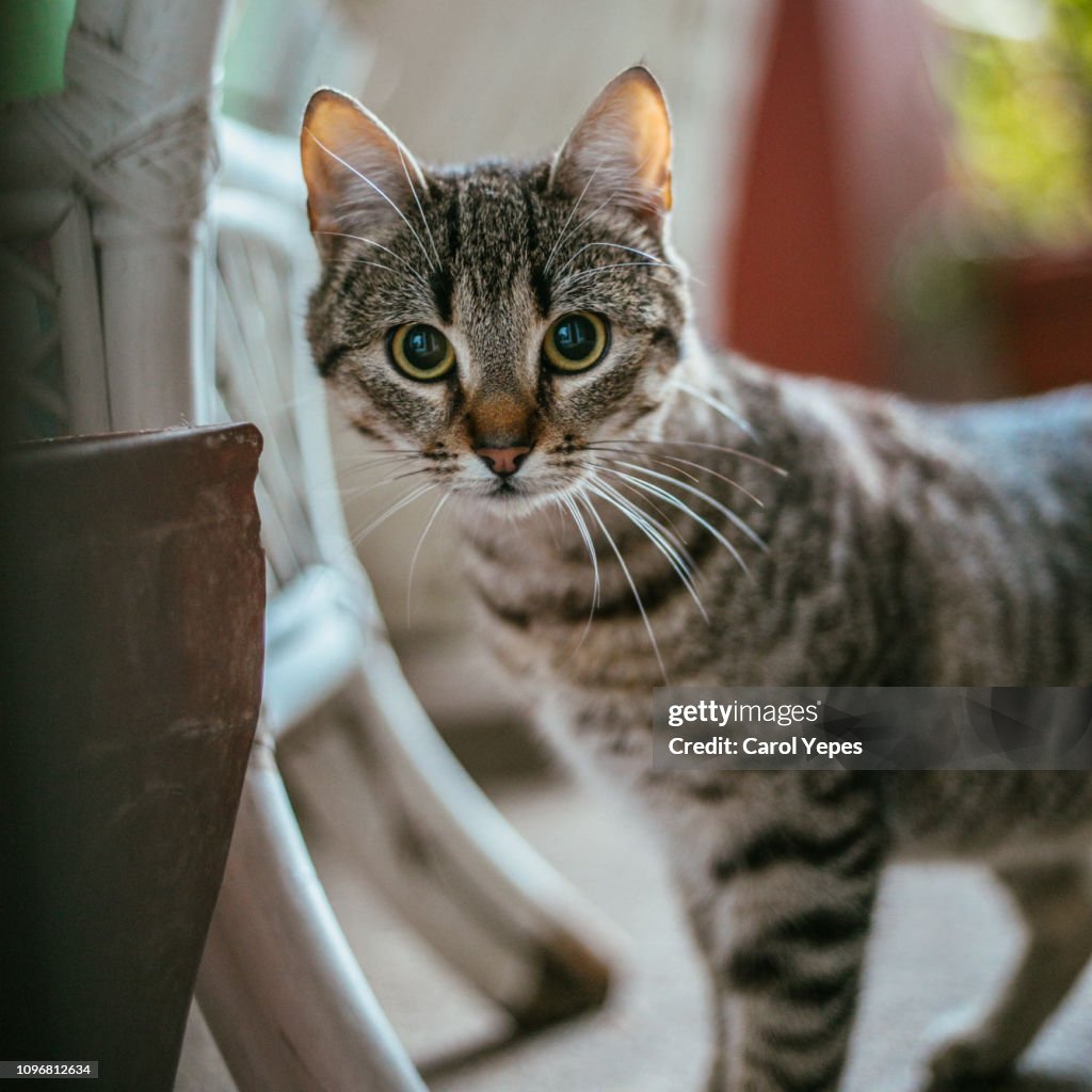 An Cat Domestic Cat Portrait High-Res Stock Photo - Getty Images