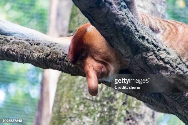 proboscis monkey - proboscis monkey stock pictures, royalty-free photos & images