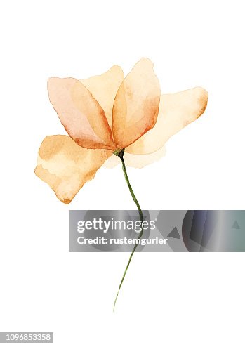 Vector Watercolor Flower Vector Watercolor Flower