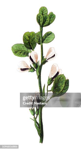 vicia faba ,broad bean, fava bean, faba bean, bell bean,field bean, tic bean or tick bean, horse bean - fava bean stock illustrations