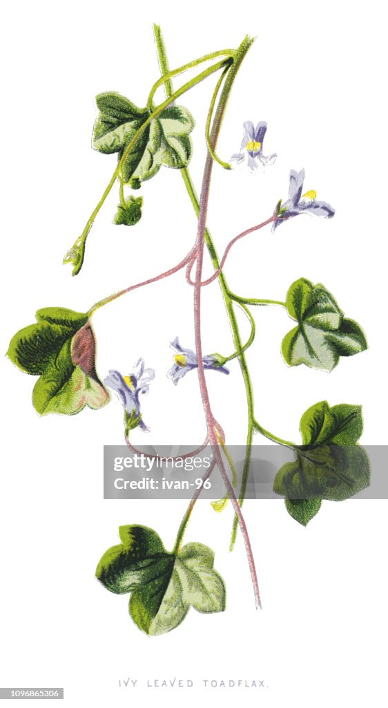 Ivy-leaved toadflax, Kenilworth ivy, coliseum ivy, Oxford ivy
