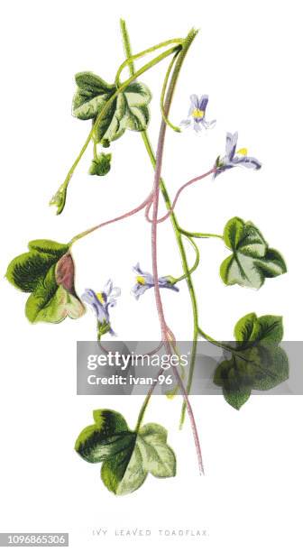 ivy-leaved toadflax, kenilworth ivy, coliseum ivy, oxford ivy - ivy leaved toadflax stock illustrations