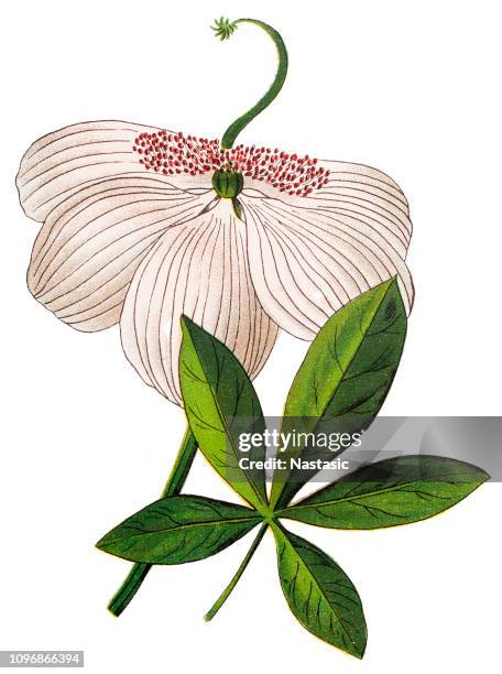adansonia digitata, the baobab ,dead-rat tree ,monkey-bread tree , upside-down tree , cream of tartar tree - monkey pod stock illustrations