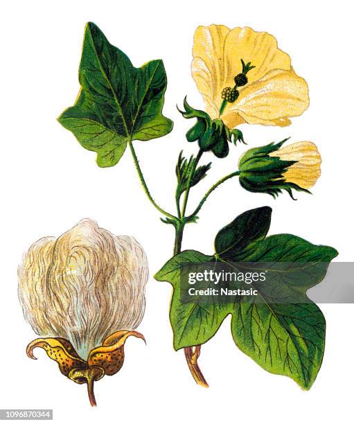 gossypium barbadense, also known as extra-long staple (els) cotton - cotton seed stock illustrations