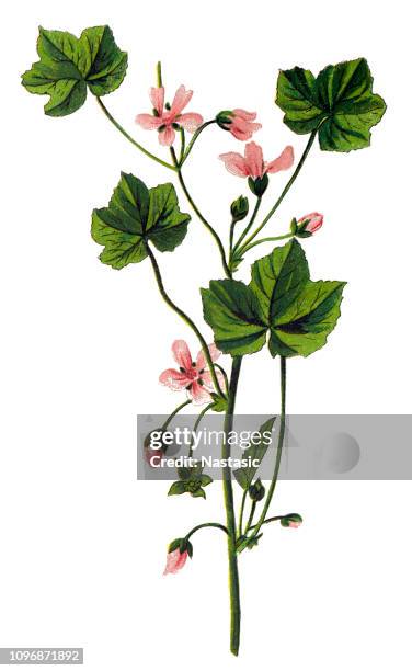 ilustraciones, imágenes clip art, dibujos animados e iconos de stock de malva neglecta, malva común - malva