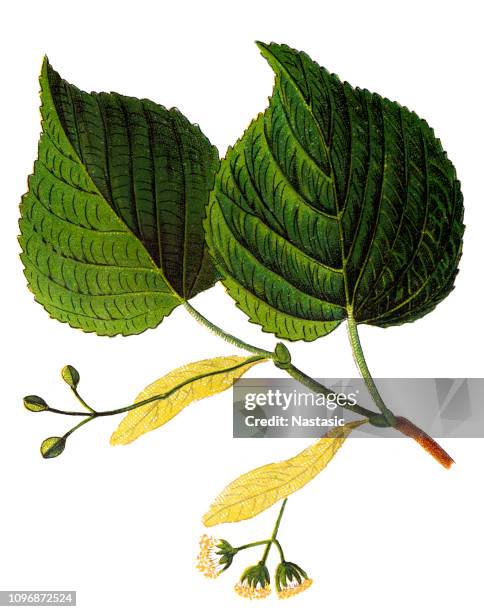 ilustraciones, imágenes clip art, dibujos animados e iconos de stock de tilia platyphyllos, tilo de largeleaf, grande-leaved linden, gran tilo, largeleaf linden - tila