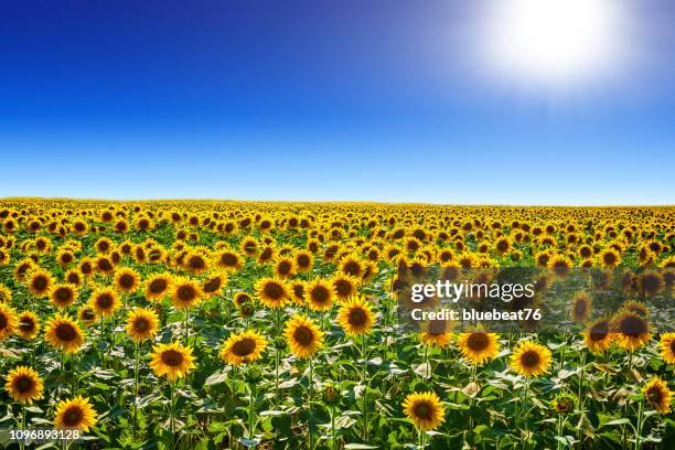 6 272点の青空 ひまわりのストックフォト Getty Images 6 272点の青空 ひまわりのストックフォト Getty Images