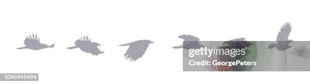 sequential series vector of crow flying on white background - flying crow vector stock illustrations