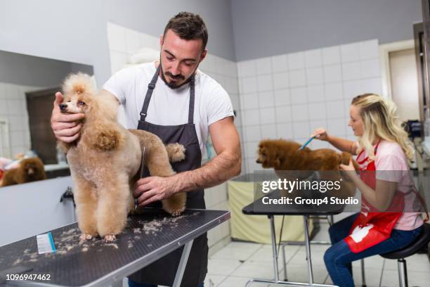 grooming salon - animal groomer stock pictures, royalty-free photos & images