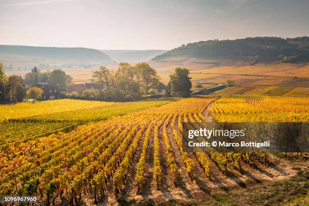 cote de beaune vineyards, burgundy, france - beaune france stock pictures, royalty-free photos & images