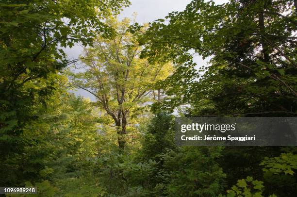 a single majestic tree receives soft light during a rainy afternoon. - temperate forest stock-fotos und bilder