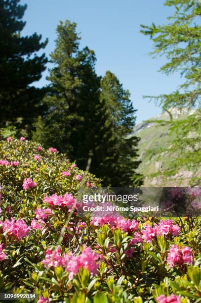 pink rhododendrons in alpine pine and larch forests - temperate forest stock-fotos und bilder