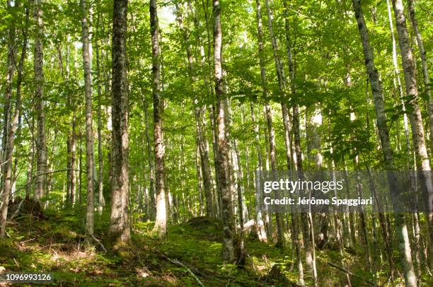 soft summer light in a deciduous forest understory - temperate forest stock-fotos und bilder