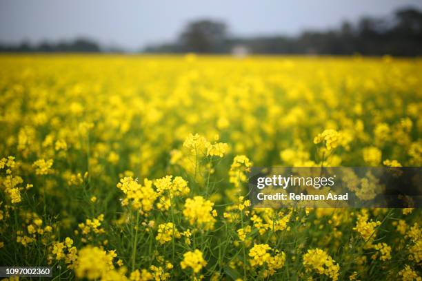 mustard flower field - mostaza-hierba fotografías e imágenes de stock