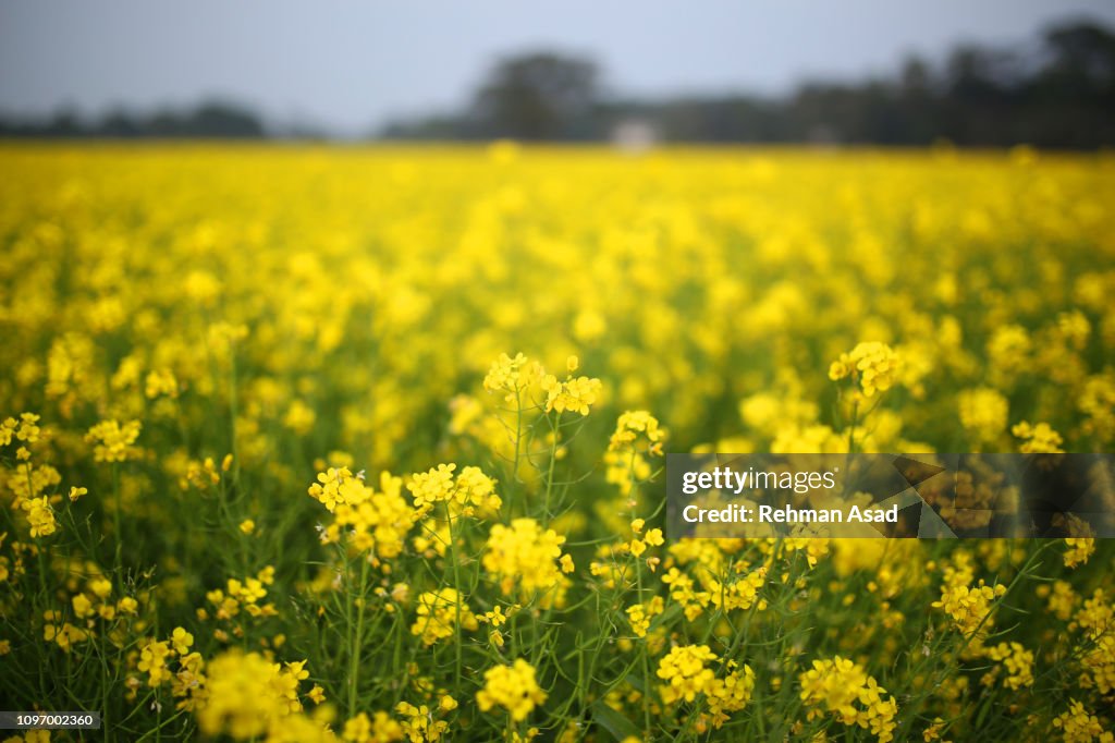 Mustard flower field