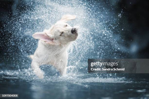 dog shaking in water - shaking fotografías e imágenes de stock