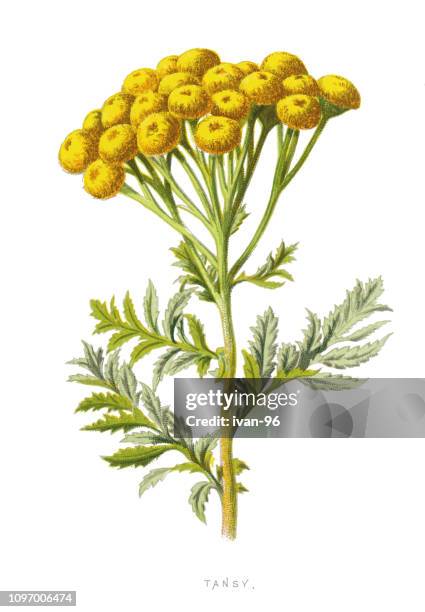 tansy, bitter buttons, cow bitter - chrysanthemum illustration stock illustrations