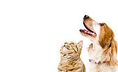 Portrait of a dog Russian Spaniel and cat Scottish Straight