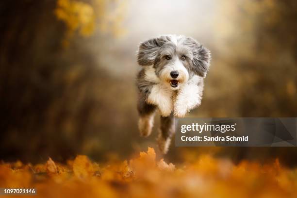 flying dog - dog jumping bildbanksfoton och bilder