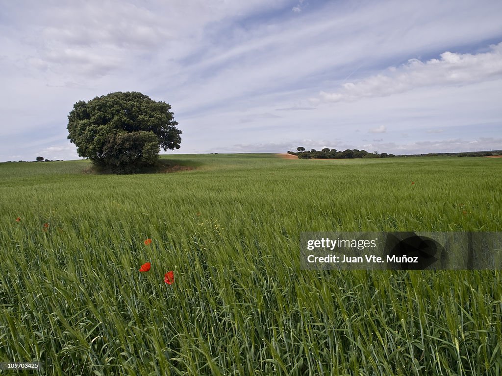 Campos de Albacete