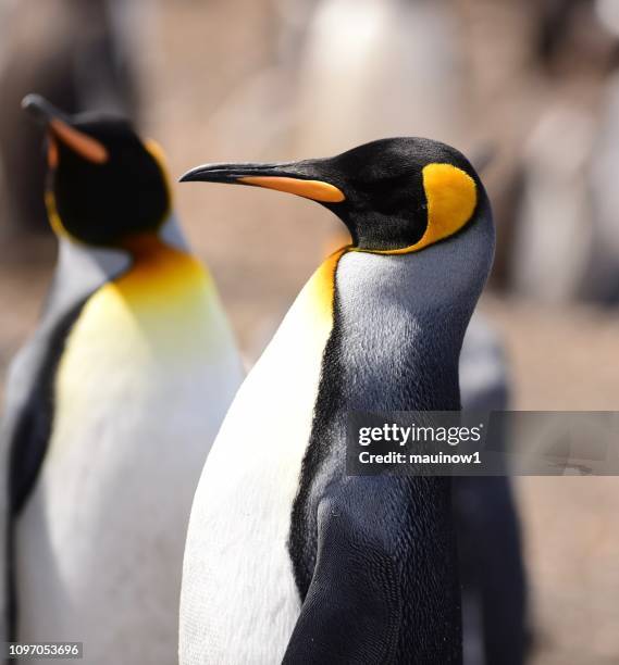 penguin - king penguin stock pictures, royalty-free photos & images