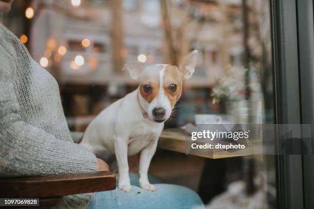 zwei junge mädchen mit ihren hunden sitzen in einem café und kaffee trinken. - new york cafe stock-fotos und bilder