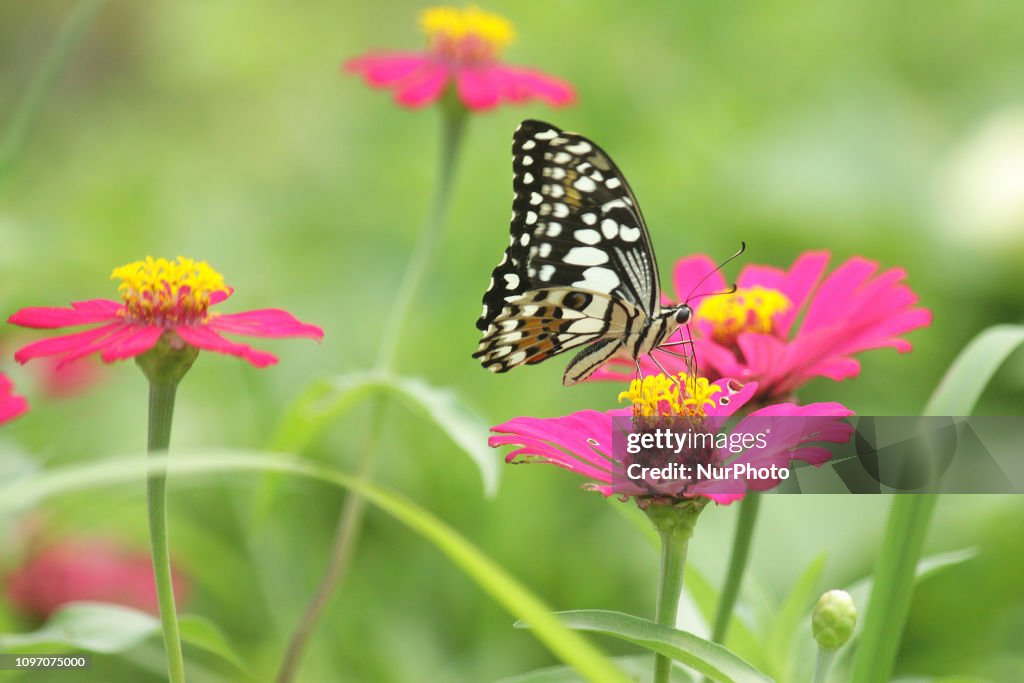 Nature In Indonesia