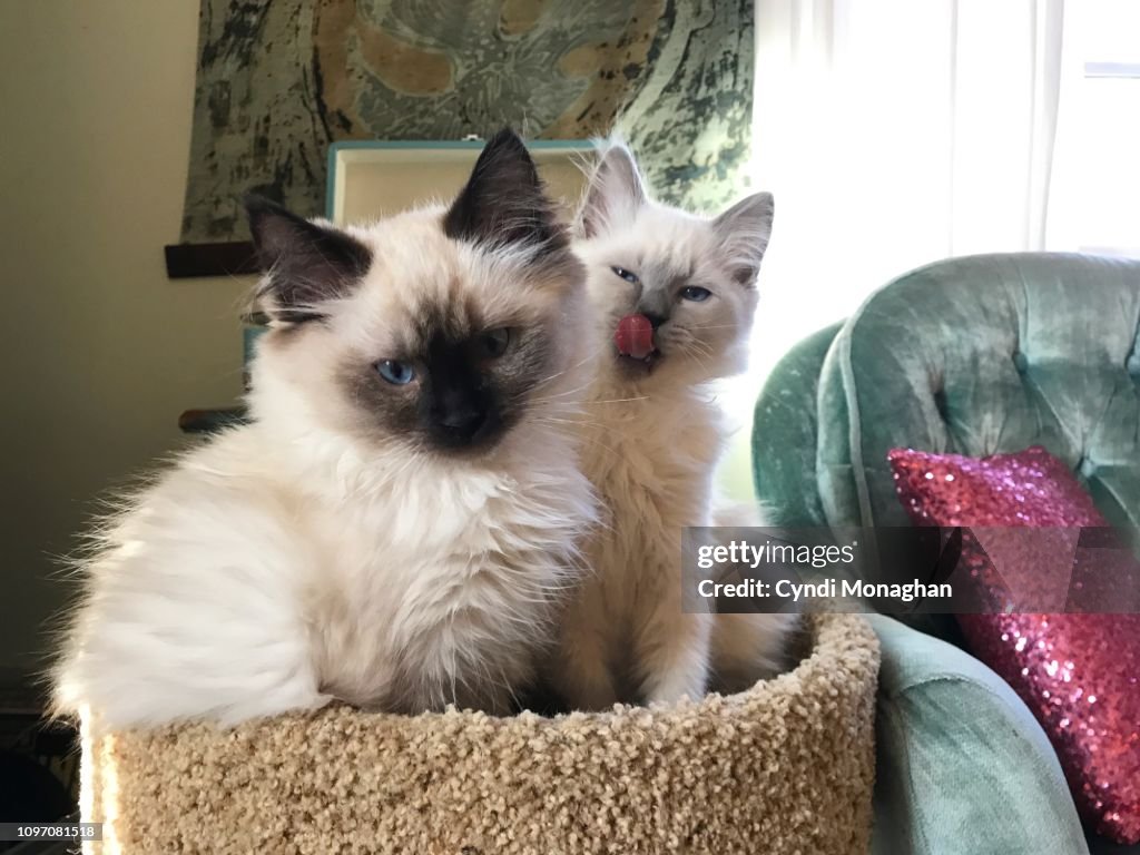 Two Ragdolls Portrait Of Two Ragdoll Kittens High-Res Stock Photo - Getty Images