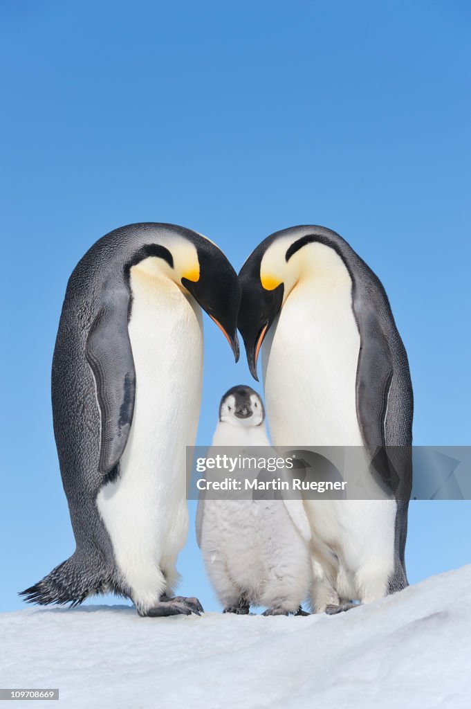 Emperor Penguin adults and chick.