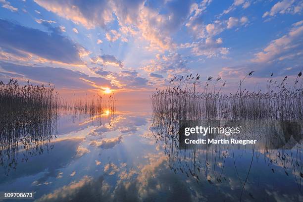 sunrise and reed at the plauer see (lake of plau). - mecklenburger seenplatte stock-fotos und bilder