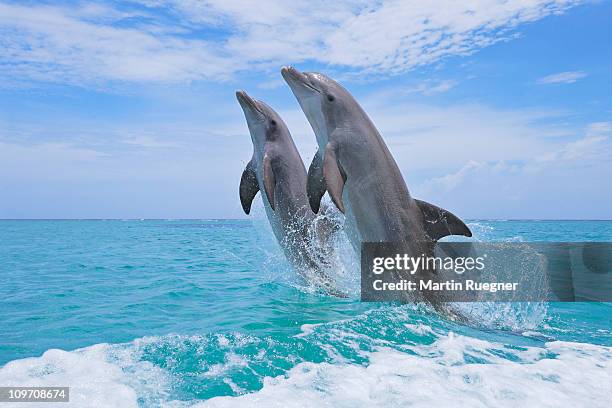 bottlenose dolphin jumping in sea. - dolphin stock-fotos und bilder