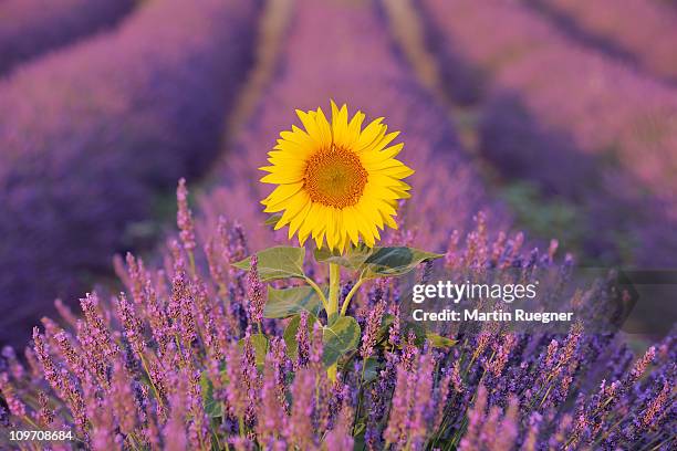 sunflower in lavender field. - helianthus stock-fotos und bilder