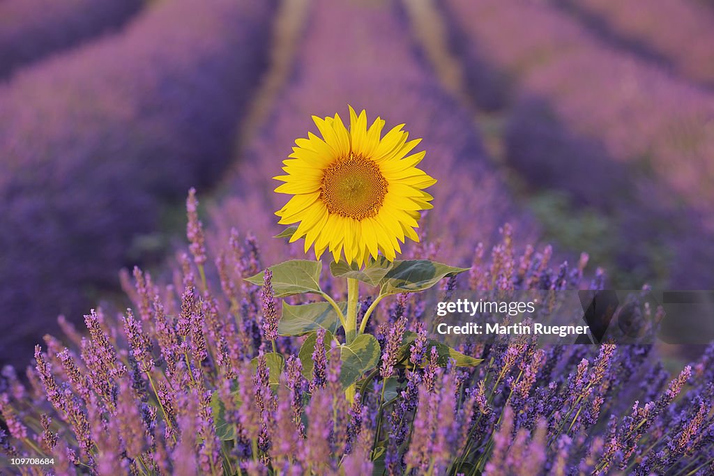 Sunflower in Lavender field.