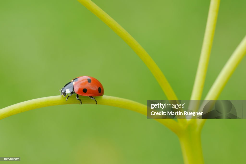 Seven spot Ladybird.