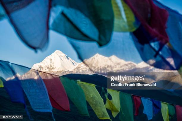 Colorful buddhist prayer flags fluttering in the air, the snow covered summit of Mt. Dhaulagiri in the distance.