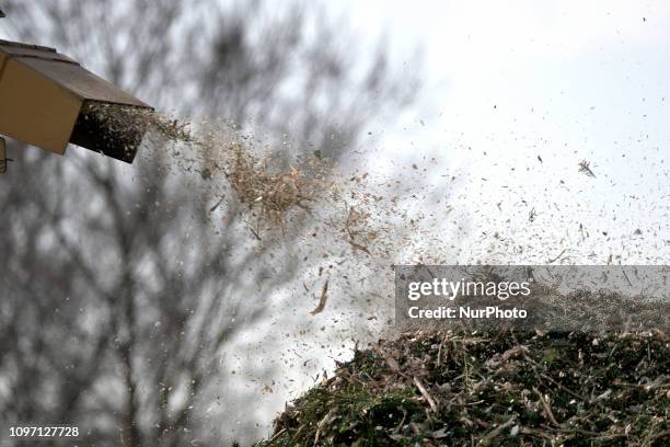 Wood chips land on a pile after municipal workers grind Christmas trees from the past holiday season in a wood-chipper at a community park in...