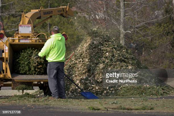 Municipal workers grind Christmas trees from the past holiday season in a wood-chipper at a community park in Warminster, PA, on February 6, 2019.