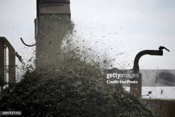 Wood chips land on a pile after municipal workers grind Christmas trees from the past holiday season in a wood-chipper at a community park in...