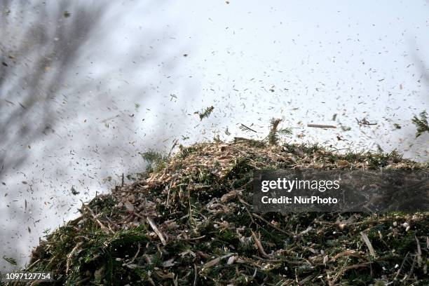 Wood chips land on a pile after municipal workers grind Christmas trees from the past holiday season in a wood-chipper at a community park in...