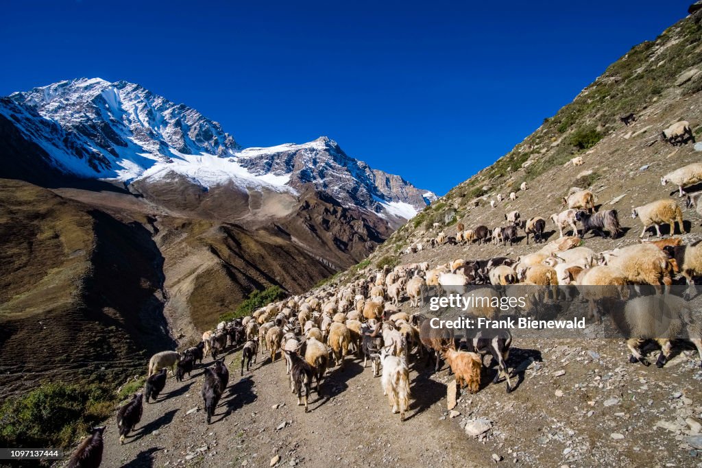 A herd of goats is moving to the pastures higher up in the...