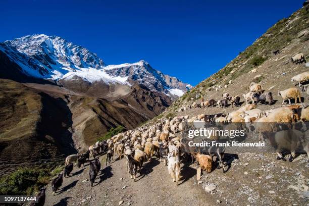 Herd of goats is moving to the pastures higher up in the upper Naar Khola valley, snow covered mountain range in the distance.