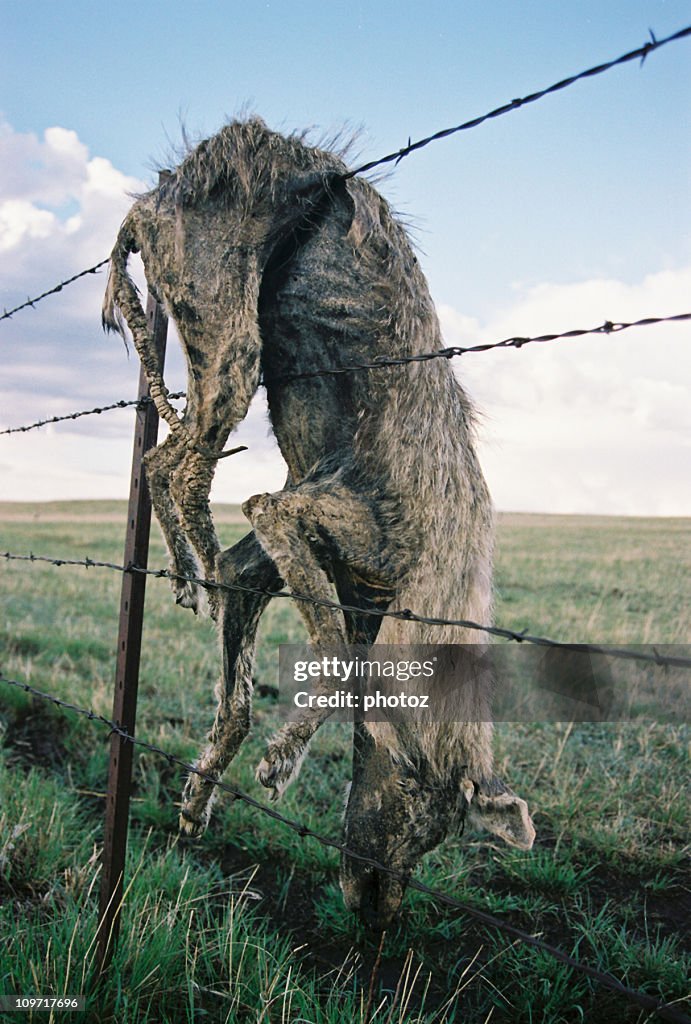 Dead Coyote Gefangene auf Stacheldraht Zaun